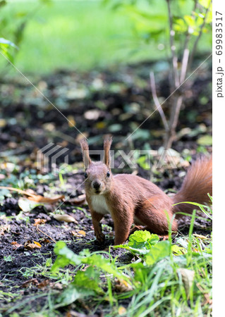 Red fluffy squirrel in a autumn forest. Curious red fur animal among dried leaves. 69983517