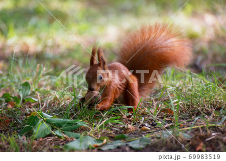 Red fluffy squirrel in a autumn forest. Curious red fur animal among dried leaves. 69983519