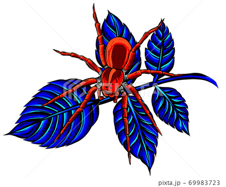 Black spider and torn web. Scary spiderweb of halloween symbol. 69983723