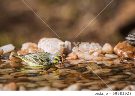 Yellow fronted Canary in Kruger National park, South Africa 69983923
