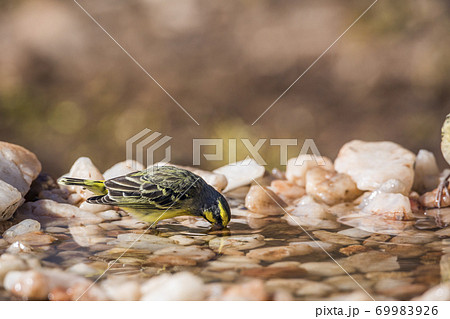 Yellow fronted Canary in Kruger National park, South Africa 69983926