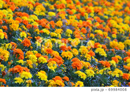 Lots of beautiful flowers in the garden. Mexican, Aztec or African marigold. Tagetes erecta 69984008