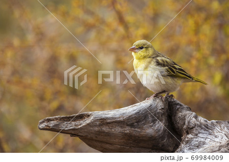 Village weaver in Kruger National park, South Africa Village weaver in Kruger National park, South Africa 69984009