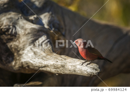 Jameson Firefinch in Kruger National park, South Africa Jameson Firefinch in Kruger National park, South Africa 69984124