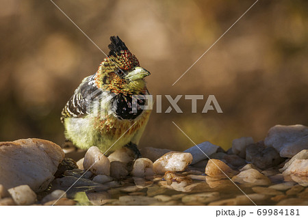 Crested Barbet in Kruger National park, South Africa 69984181