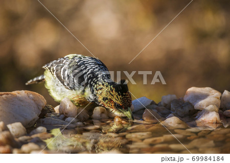 Crested Barbet in Kruger National park, South Africa Crested Barbet in Kruger National park, South Africa 69984184