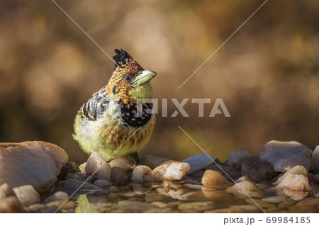 Crested Barbet in Kruger National park, South Africa 69984185