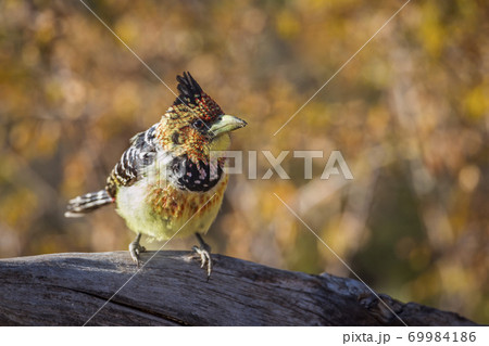 Crested Barbet in Kruger National park, South Africa 69984186