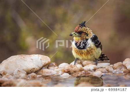 Crested Barbet in Kruger National park, South Africa 69984187
