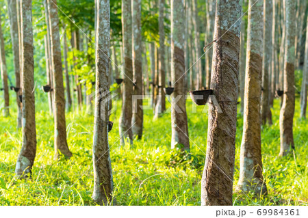Agricultural rubber tree field 69984361