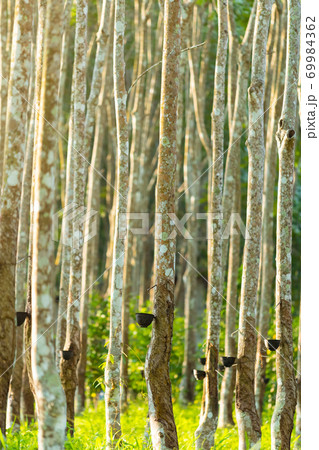 Agricultural rubber tree field Agricultural rubber tree field 69984362