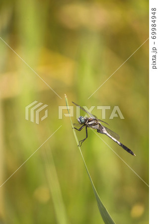 シオカラトンボ 69984948