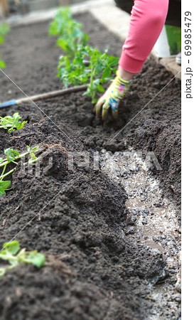 Female hands in gloves plant tomato seedlings in open soil in vegetable garden, green farm concept 69985479