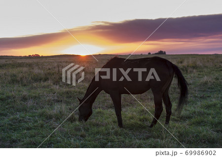 Horse in the field.La Pampa Argentina 69986902