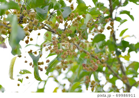 若いマユミの実 69986911