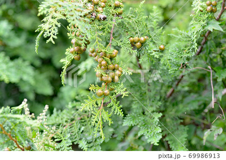 ヒノキの若い実 69986913