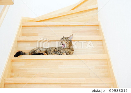 猫　あくび　階段 69988015