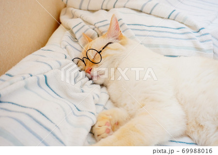 猫　寝顔　眼鏡 69988016