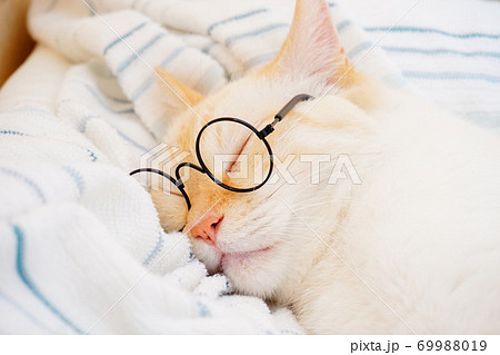 猫　寝顔　眼鏡 69988019