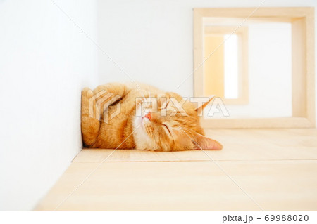 猫　寝顔 69988020
