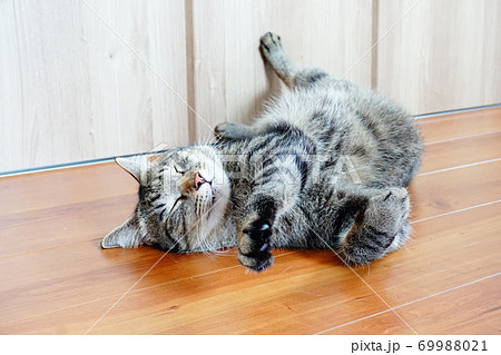 猫　へそ天 69988021