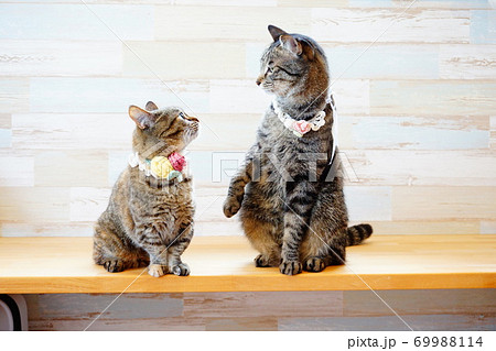 猫 見つめ合う 猫 見つめ合う 69988114