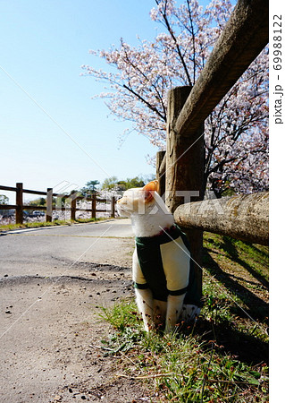 猫　散歩　お花見 69988122
