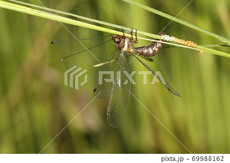 ツノトンボの産卵 69988162