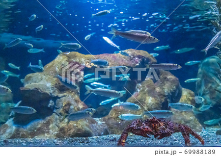 おたる水族館 69988189