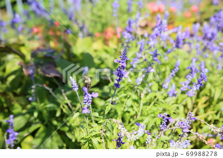 サルビア ファリナセアの花 サルビア ファリナセアの花 69988278