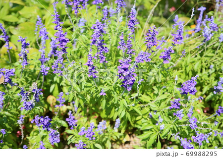 サルビア　ファリナセアの花 69988295