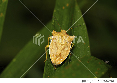 トホシカメムシ 69988298