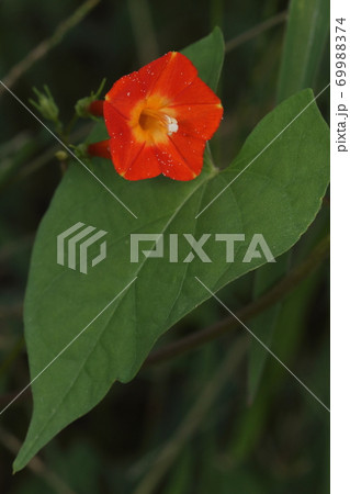 自然 植物 マルバルコウ、鮮やかな花は直径二センチ弱。つる性で葉はハート形 自然 植物 マルバルコウ、鮮やかな花は直径二センチ弱。つる性で葉はハート形 69988374