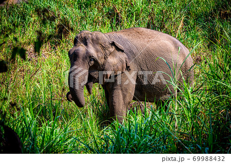 Asian Elephant It is a Big mammal. 69988432