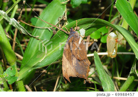 クロコノマチョウ(羽化後)と蛹の抜け殻 クロコノマチョウ(羽化後)と蛹の抜け殻 69988457