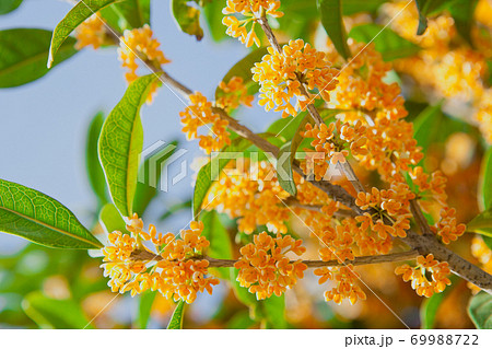 キンモクセイの花 69988722