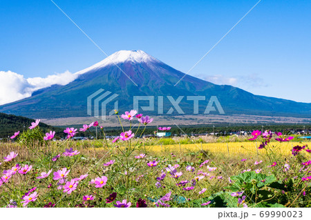 （山梨県）田んぼに咲くコスモスと初冠雪の富士山 69990023