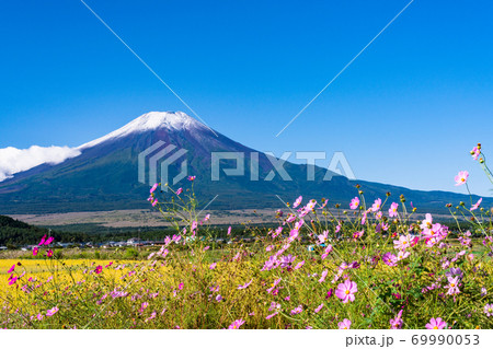 (山梨県)田んぼに咲くコスモスと初冠雪の富士山 (山梨県)田んぼに咲くコスモスと初冠雪の富士山 69990053