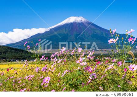 山梨県 田んぼに咲くコスモスと初冠雪の富士山の写真素材