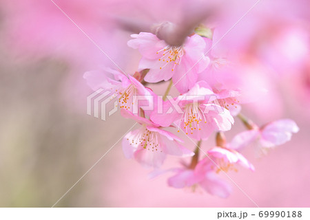 満開の河津桜 69990188