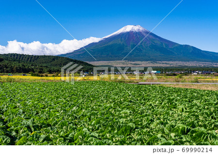（山梨県）一面の白菜畑と初冠雪の富士山 69990214