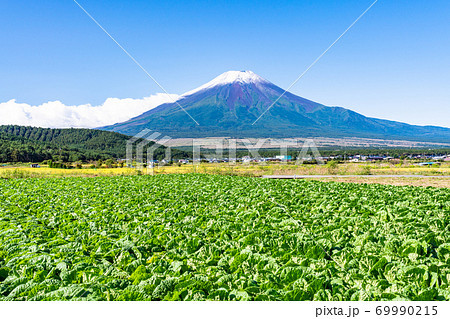 （山梨県）一面の白菜畑と初冠雪の富士山 69990215