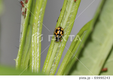 アブラムシを食べるヒメカメノコテントウの写真素材