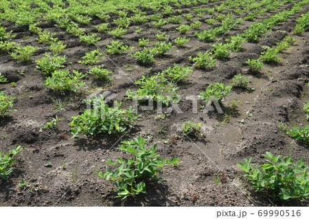 落花生栽培 69990516