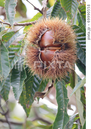 栗の木　栗の実　アップ 69990558