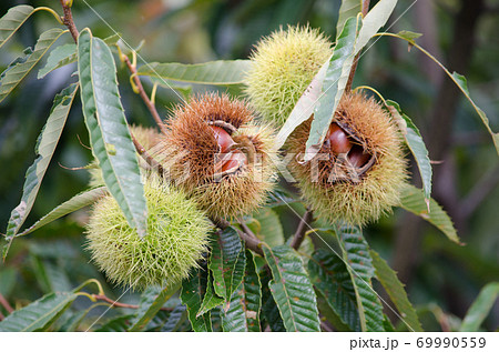 栗の木　栗の実　アップ 69990559
