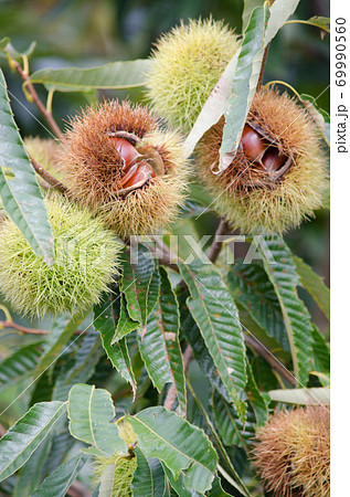 栗の木　栗の実　アップ 69990560