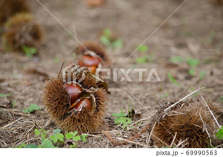収穫前の落ちた栗の実 69990563
