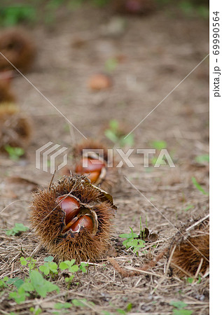 収穫前の落ちた栗の実 69990564