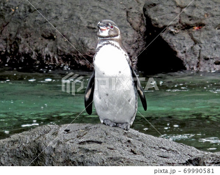 ガラパゴスペンギン 69990581